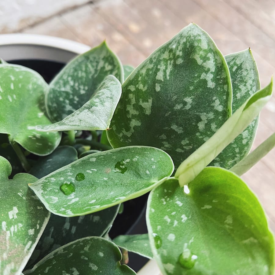 Potho Satinado - Imagen 2